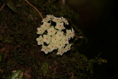 Hoya dawodiensis
