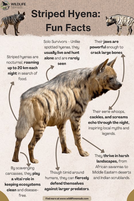 Stripped hyena