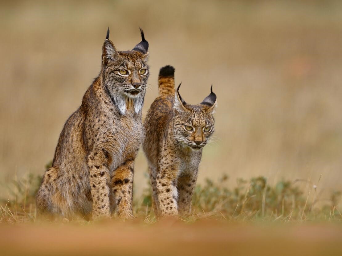 Iberian Lynx