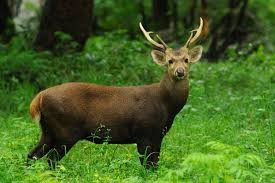 Indian Hog Deer
