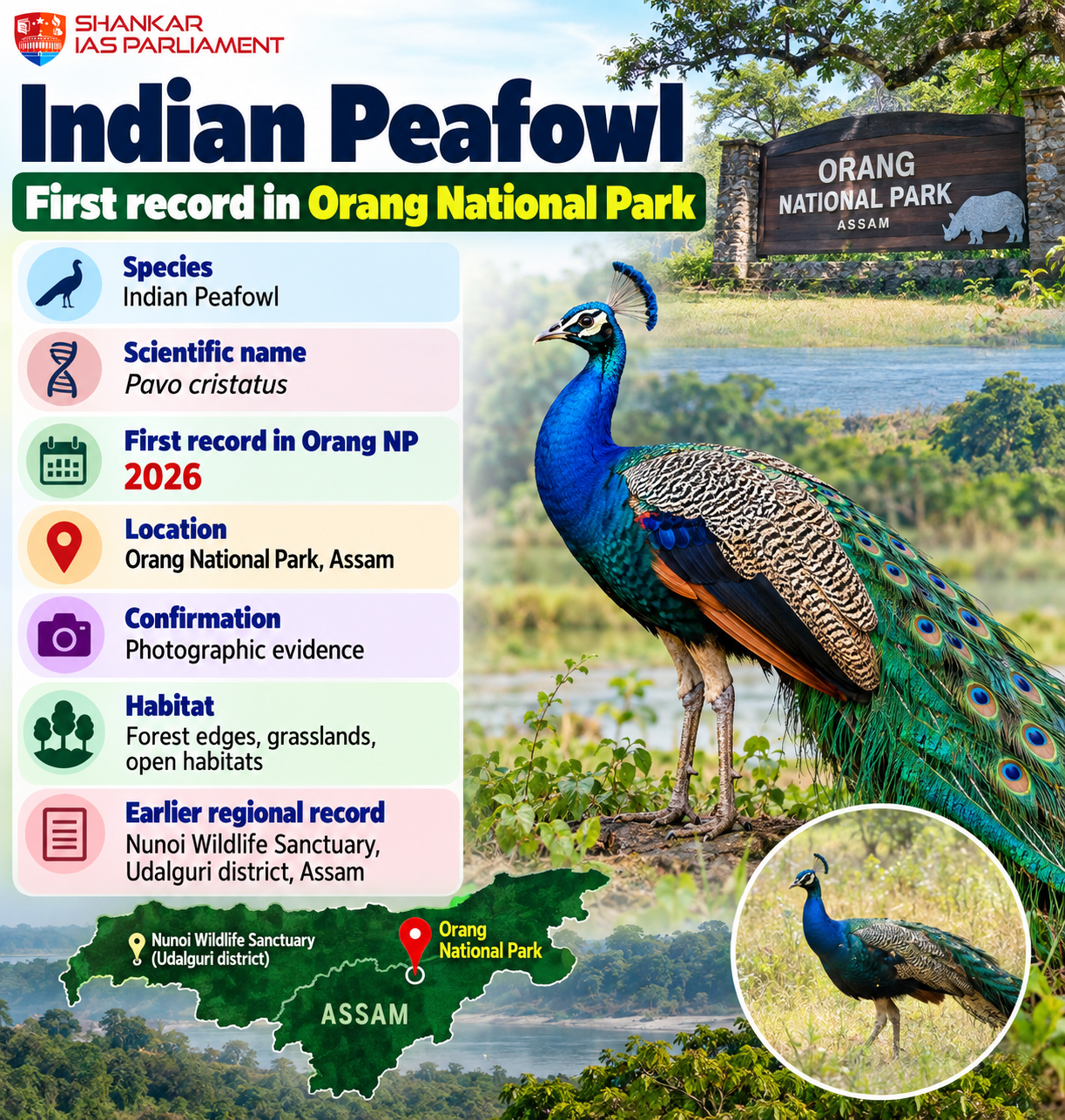 indian peafowl 2026 species