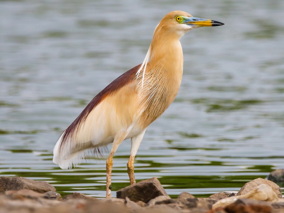 Indian Pond Heron