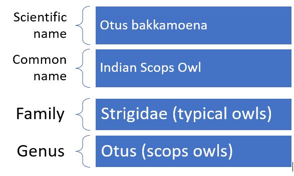 Indian Scops Owl - Smartart