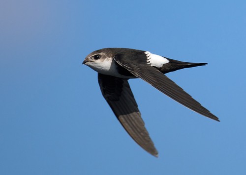 Indian swiftlet
