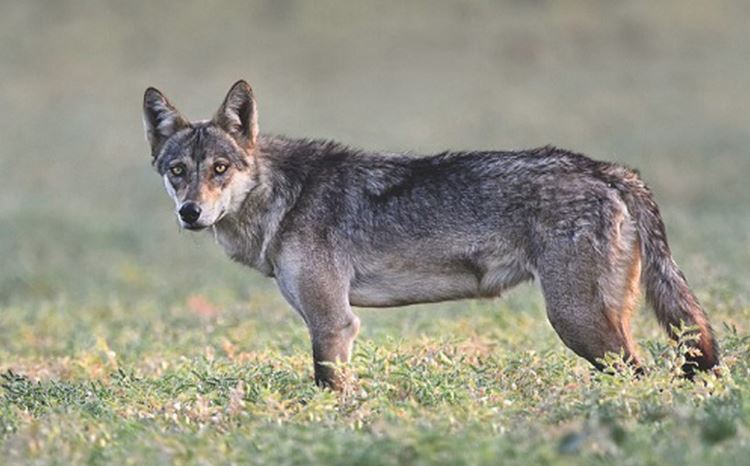 Indian Wolf
