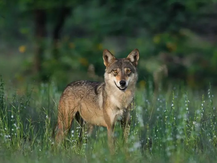 Indian Wolf