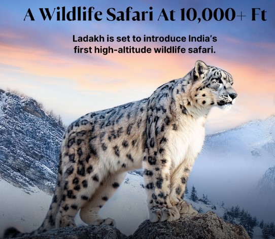 India's first high-altitude snow leopard wildlife safari