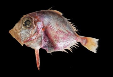 cyttopsis indica