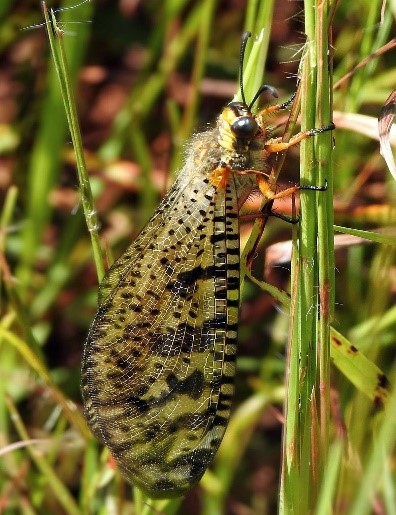 Indopalpares pardus