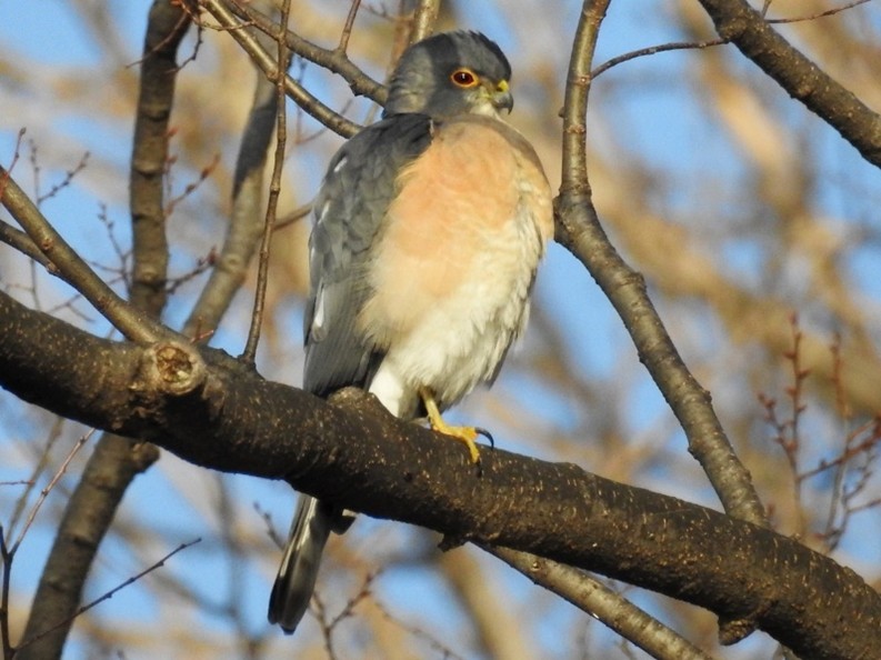 Japanese sparrowhawk