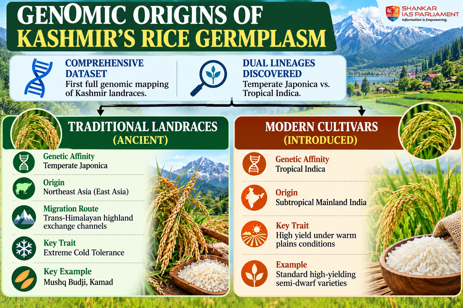 Kashmir’s traditional rice 