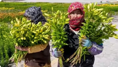 Ladakh’s First Lilium Consignment