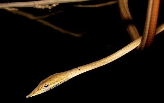 Laudankia Vine Snake