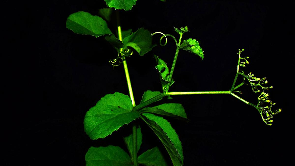leaf 1353534gjrthdfdr
