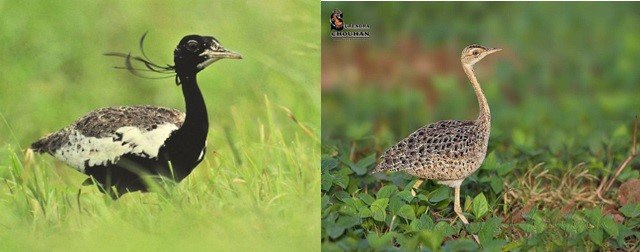 Lesser Florican