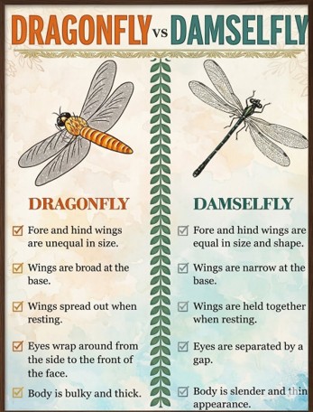 Dragonfly vs Damselfly