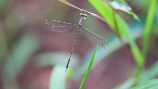 Lestes paloti