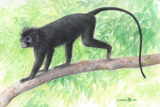 Likweli