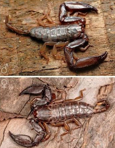 Liocheles gracilipalpus