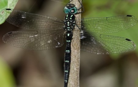 Long tailed Boghawker 