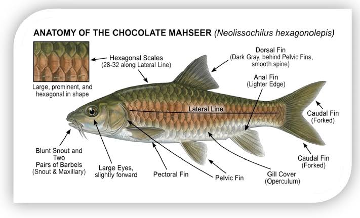 Chocolate Mahseer.upsc