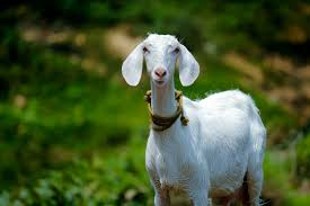 Malabari Goat