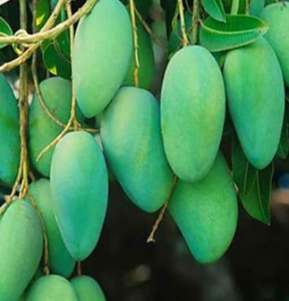 srhrtjthfghfd mangoes