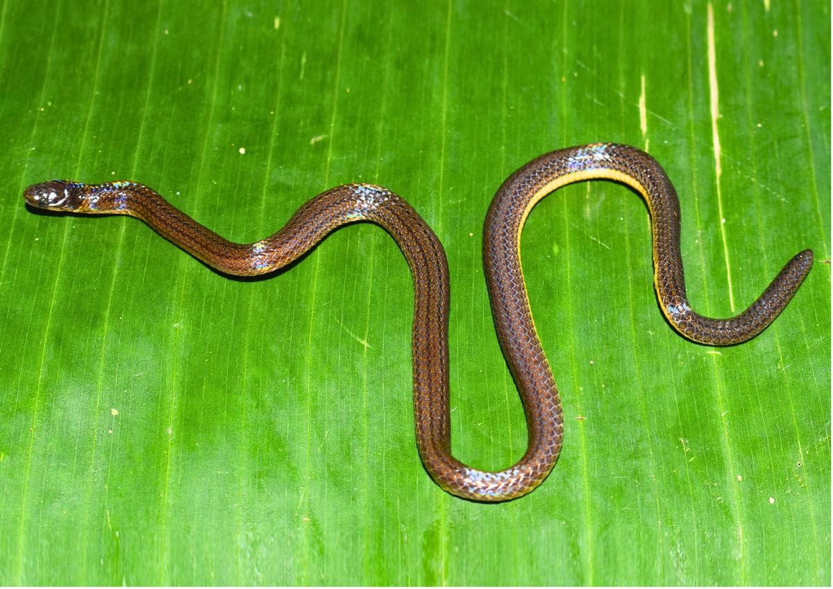 Meghalayan Burrowing Snake 