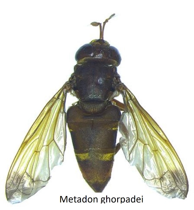Metadon ghorpadei 