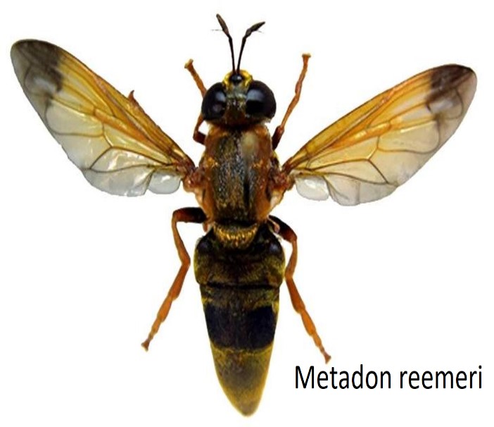Metadon reemeri