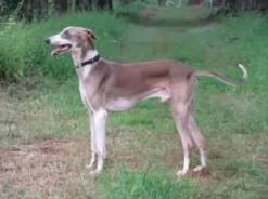 Mudhol Hound 
