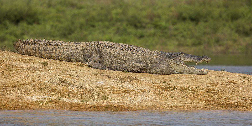 Mugger crocodile