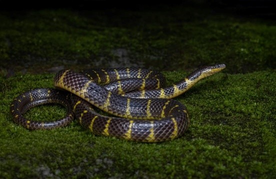 Narrow Banded rain snake