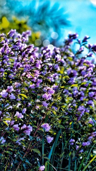 Neelakurinji