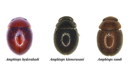 New Aquatic Beetle Species