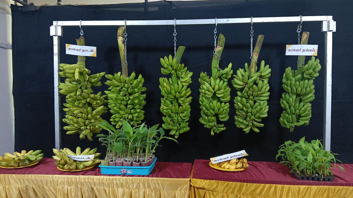 New Banana Varieties: Kaveri Thangam & Kaveri Nadan