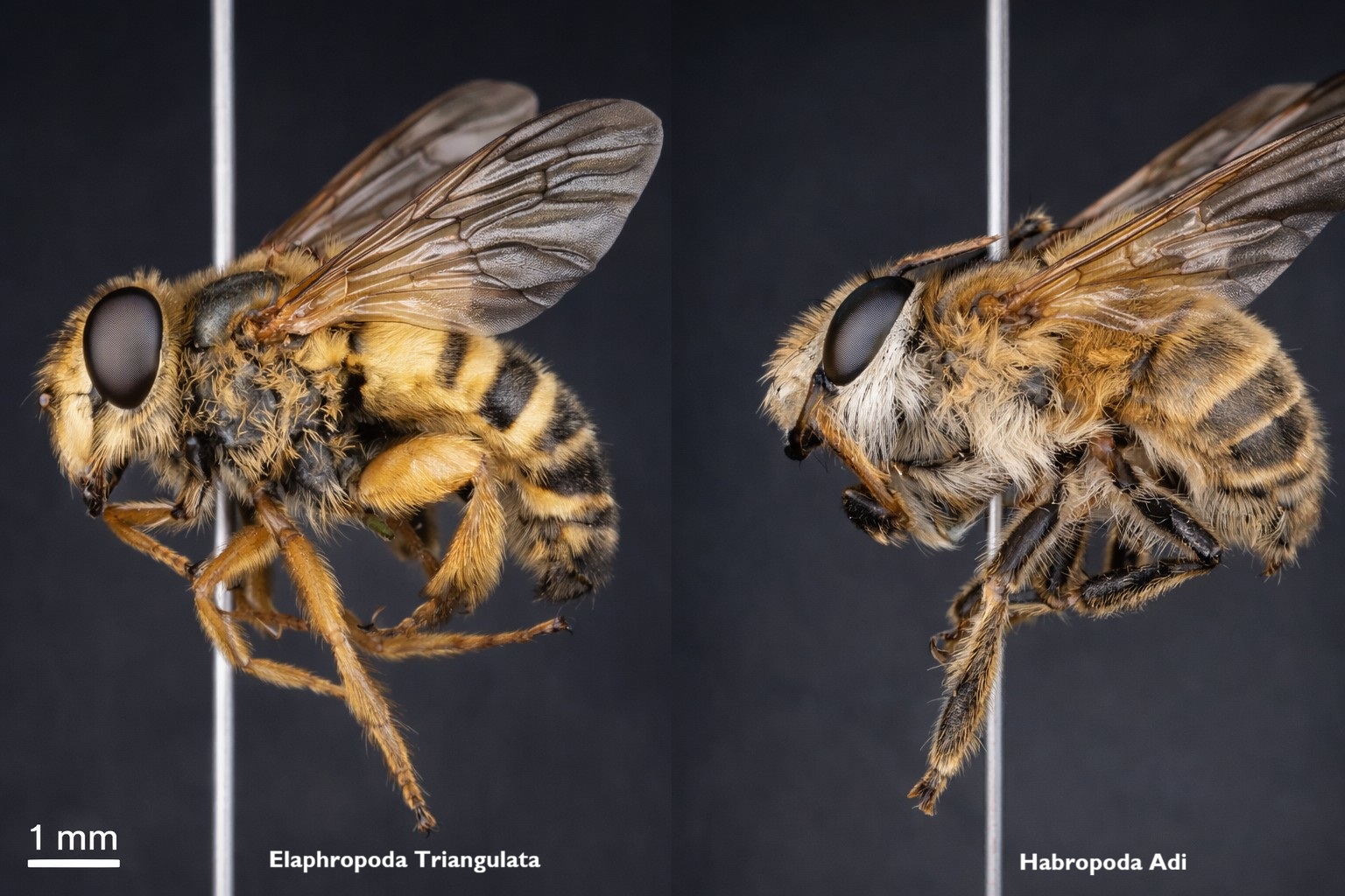 Newly Discovered Bee Species