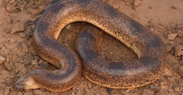 New Boa Species