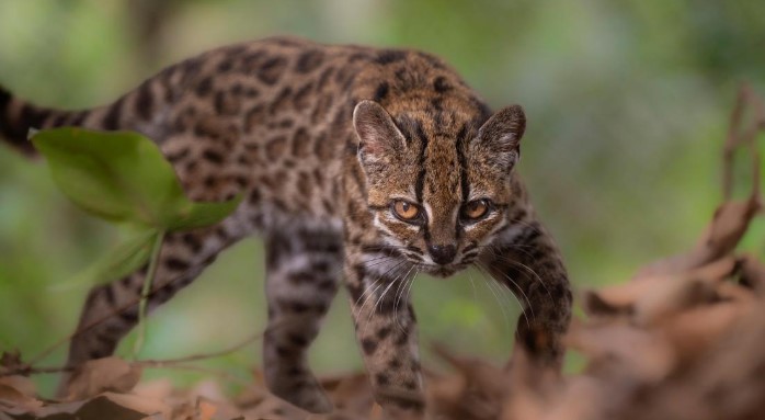 New cat species ‘Tilcayo’