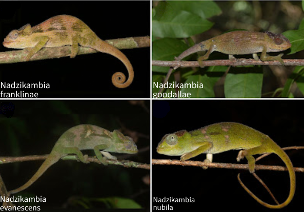 Newly Discovered Chameleon