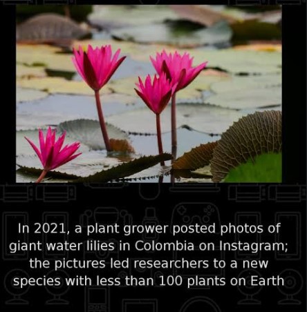 New Giant Waterlily Species in Colombia