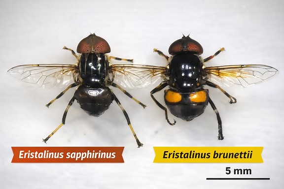 New Hoverfly Species