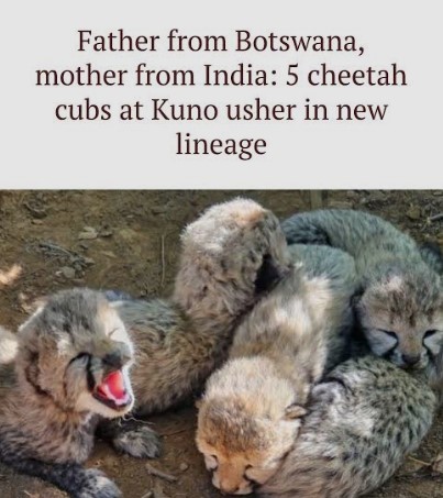 New lineage in India's cheetah population