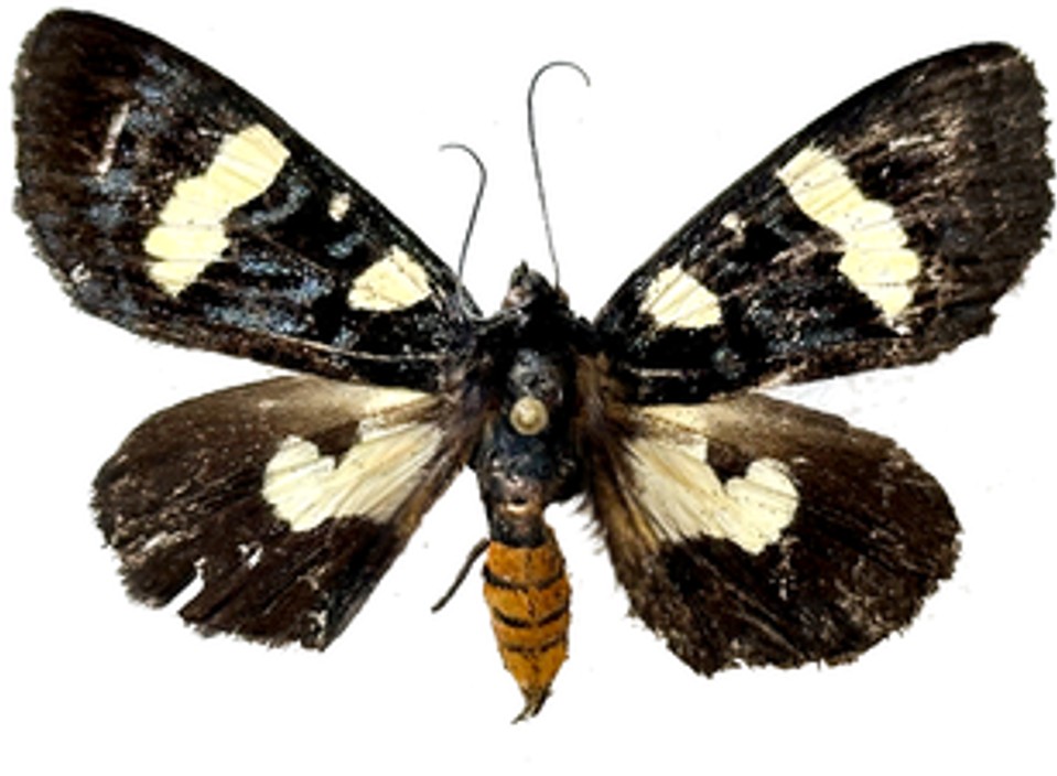 New Moth Species
