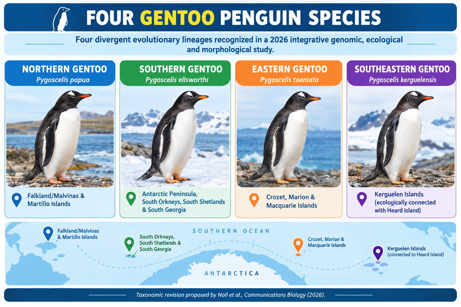 New Penguin Species (Pygoscelis kerguelensis) 