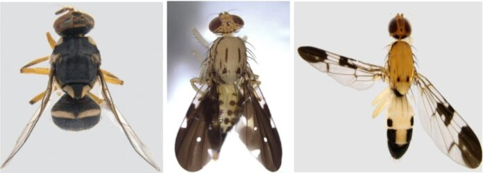 new fly species upsc