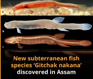 New Subterranean Fish Species in Assam