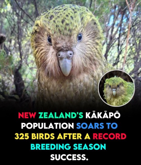 New Zealand Kākāpō Population