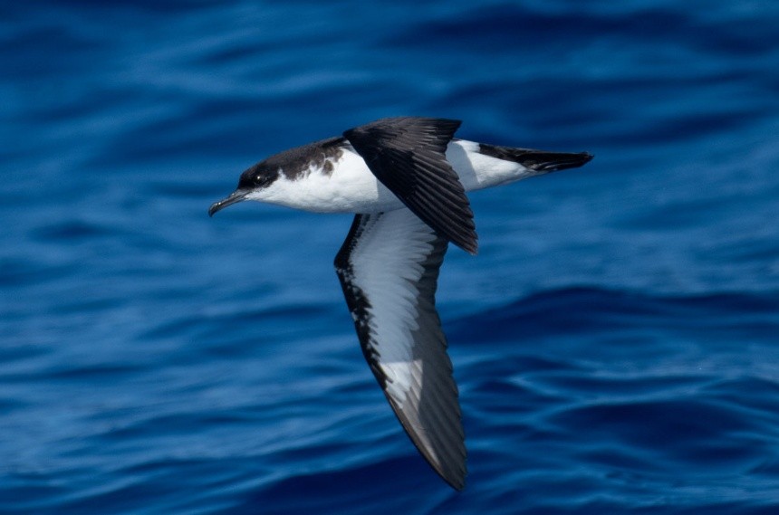 Newell Shearwater