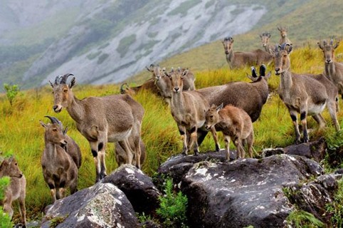 Nilgiri Tahr